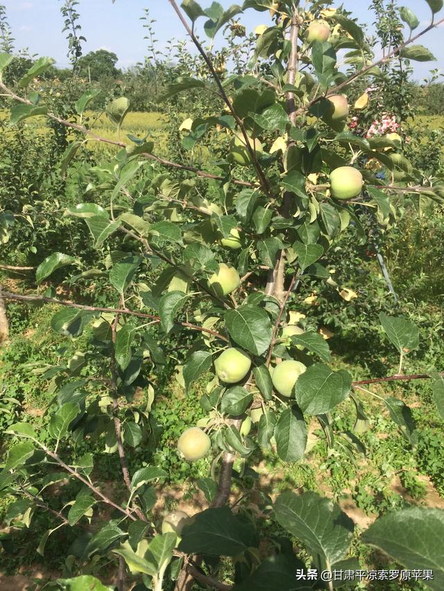 苗木种植土球直径怎么计算 施肥量