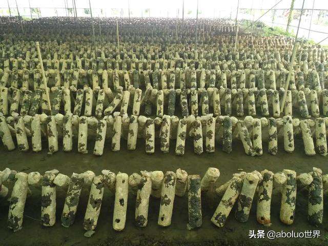 青岛市即墨区纸飞机账号购买经验