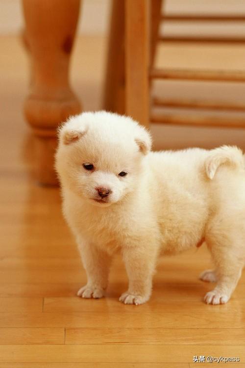 我与动物的故事300字作文（我与动物的故事400字(主要写事)）