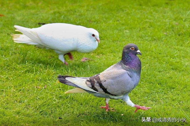 鸽子和蜂蜜有什么功效(图2)