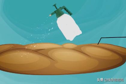 薰衣草种子（薰衣草种子怎么种容易发芽）