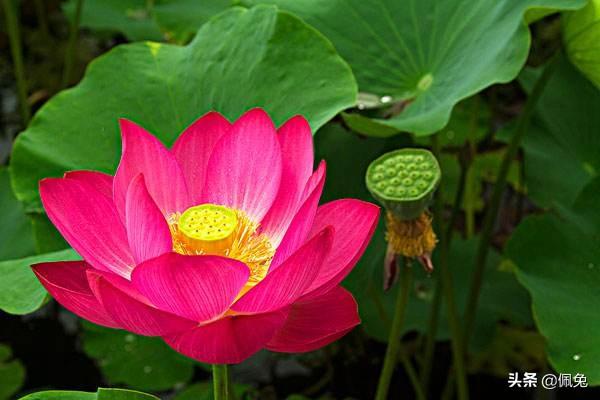 水生植物品种大全（20种沉水植物）