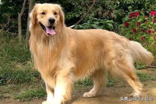 金毛犬怎么訓練?金毛犬怎么訓練大小便!