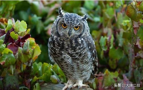 宝宝最爱听的睡前故事（宝宝最爱听的睡前故事书）