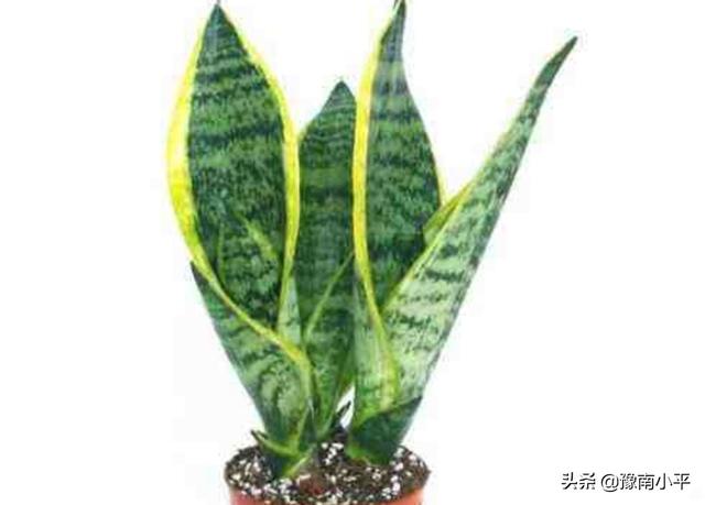 虎皮兰叶子枯萎，请问是怎么回事？可以挽救吗,第38张