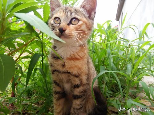 养猫怎样注意卫生,第5张