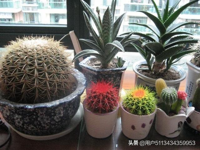 花卉绿植是什么 浇水的-花卉绿植是什么 浇水的方法