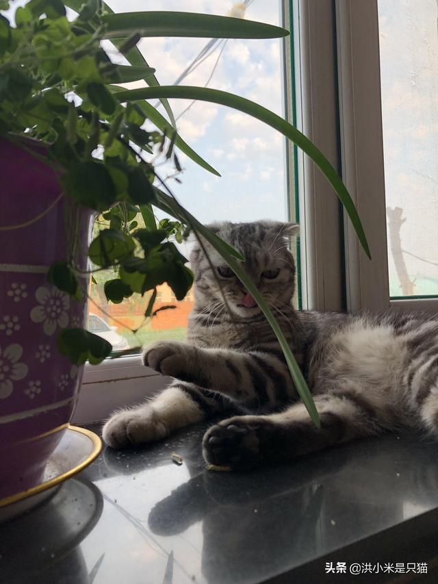 公猫做了绝育之后要注意什么,第2张