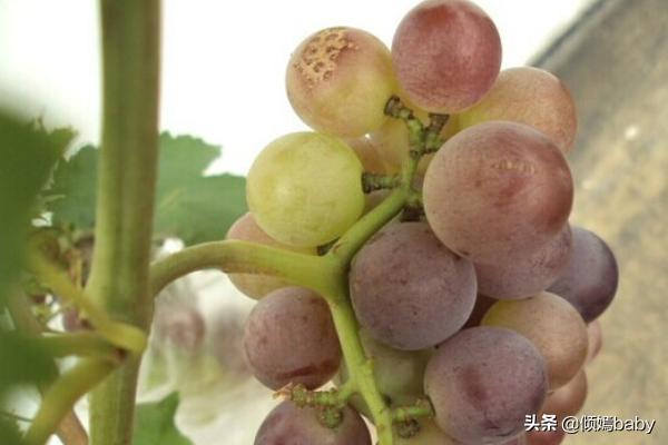 葡萄 阳台种植,葡萄阳台种植方法