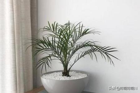 室内花园植物种植,室内花园植物种植方法