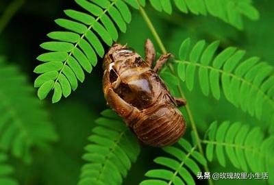 特种昆虫养殖网-特种昆虫养殖网站有哪些