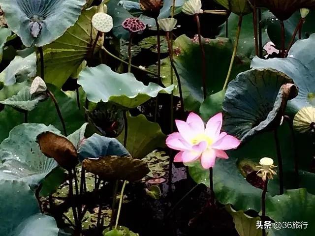 广州一日游路线推荐