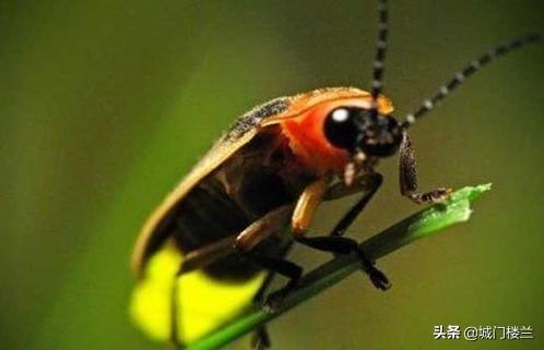 萤火虫在发光的同时也在发热吗 萤火虫也会发光-第2张图片-随然AIR主题