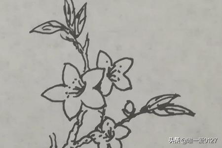 春天的花卉简笔? 春天的花卉简笔画!