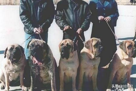 各种大型猛犬一览,第9张