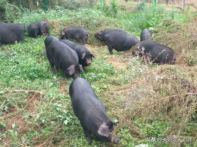 为什么粮食价格会高于生猪，为什么粮食价格会高于生猪价格