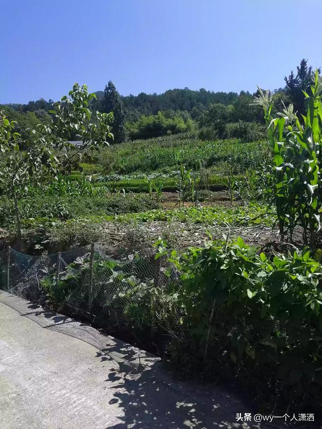 兴山必去景点推荐一下图片(图14)