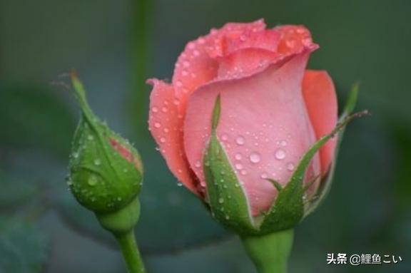 花语大全配图片（花语大全带图片 文字）