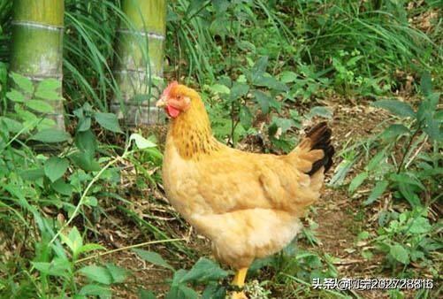 在竹林养鸡应该注意哪些问题？