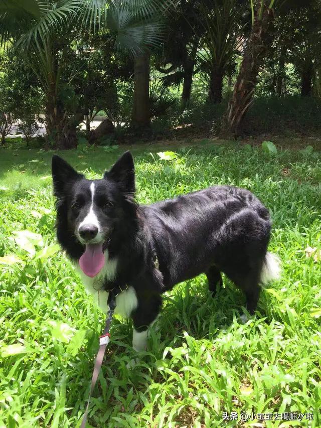 一岁的边牧毛长得不好后期养得好的话毛会长回来吗