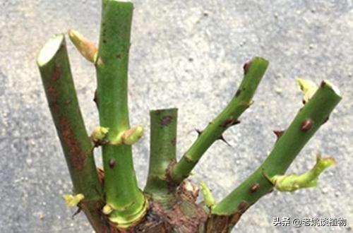 冬天新买月季花怎么养护和管理(图9)