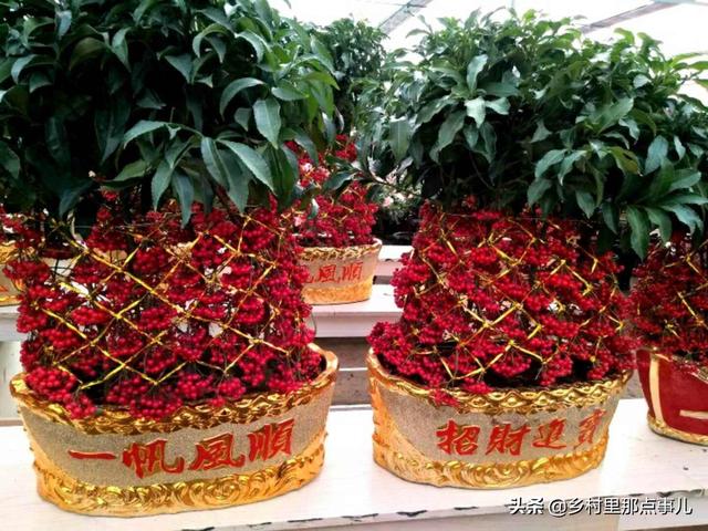 花金子绿植盆景怎么养护和管理(图4)