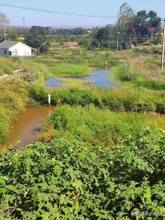 合肥市的混养塘是哪里