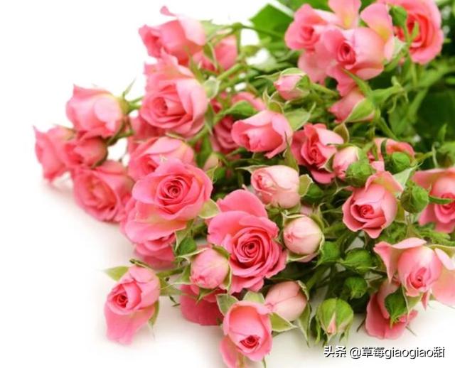 世界十大悲伤花语（最悲伤花语代表的花）