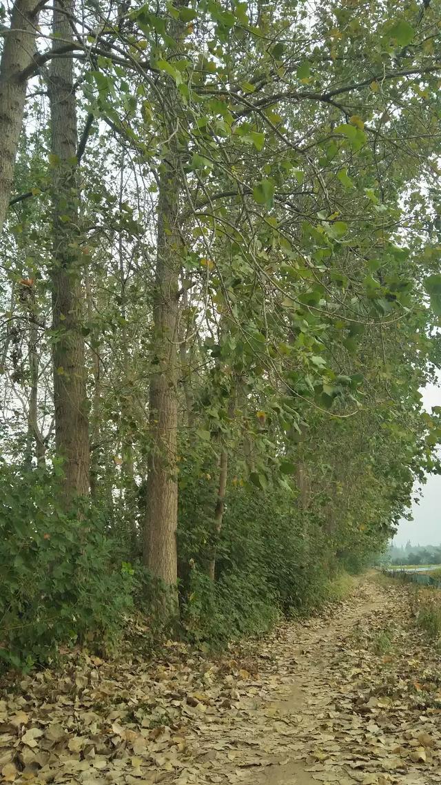 杨柳到泾阳地铁路线，到杨柳怎么走