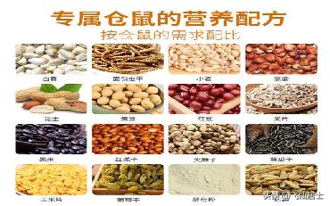 如何自己给仓鼠搭配粮食