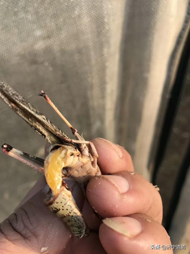 野生石蛙有没有寄生虫_野生石蛙有没有寄生虫呢