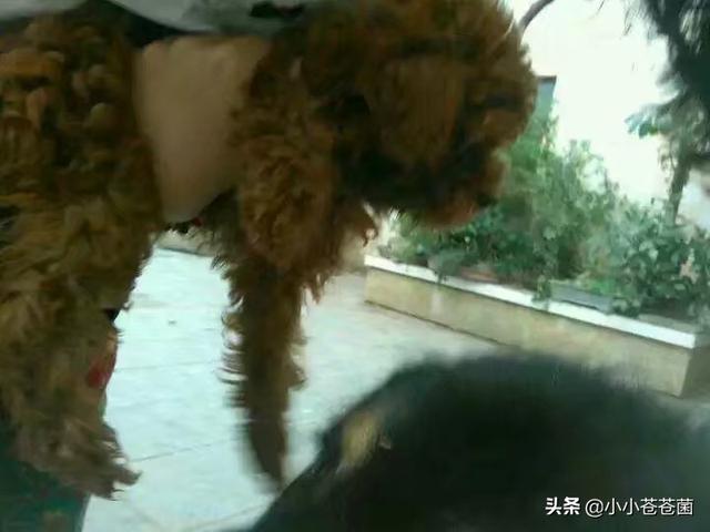 怎样能讨狗狗喜欢,第4张