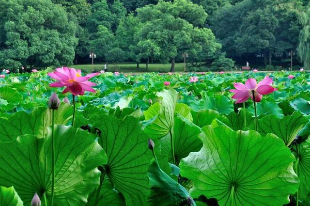 描写夏日荷花的诗句_形容夏日荷花盛开的美景的诗句