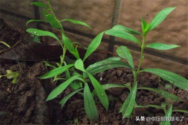 康乃馨种子种植方法，康乃馨种子种植方法和时间