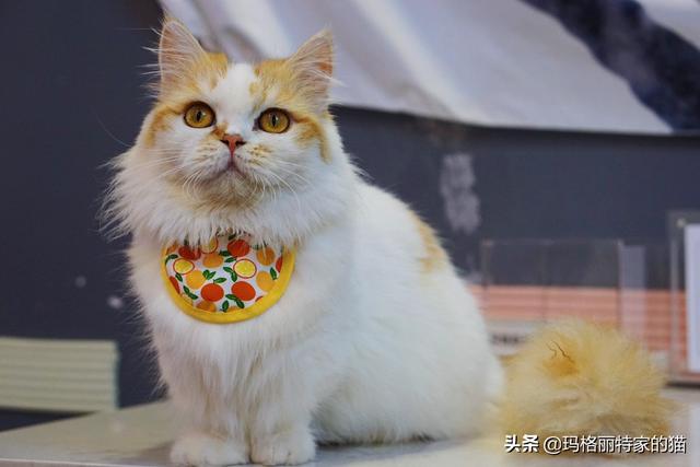 猫粮牌子太多了，求猫奴们推荐下猫粮什么牌子好又便宜