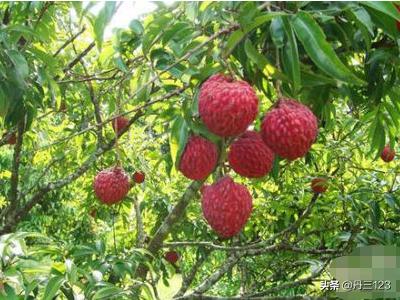 海南摆摊卖的水果有哪些(图2)