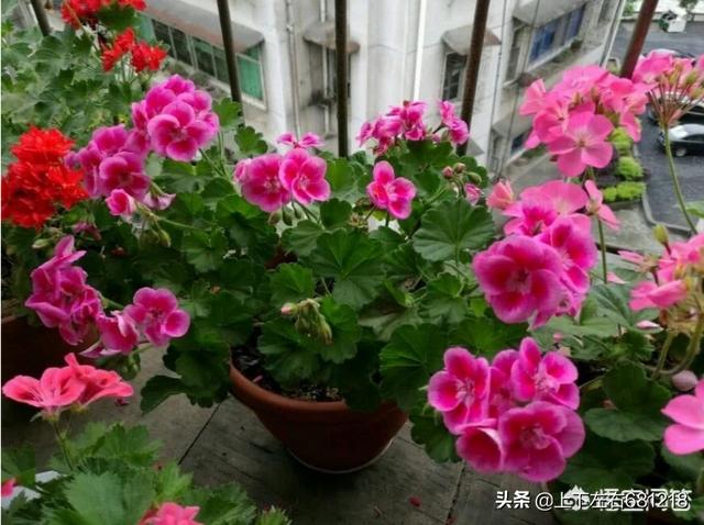 怎么给花卉施肥