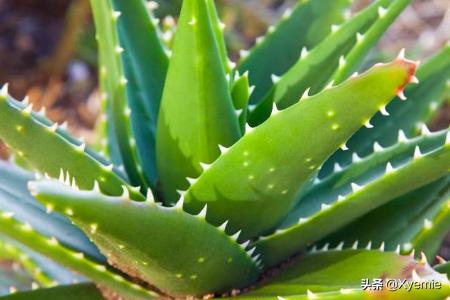 阳台种植芦荟怎么浇水,阳台种植芦荟怎么浇水视频