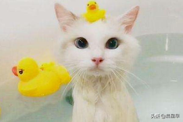 猫咪洗澡可以用人类的洗发水、沐浴乳吗,第4张