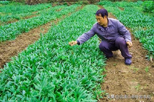 果园种植托管协议怎么写,果园种植托管协议怎么写的