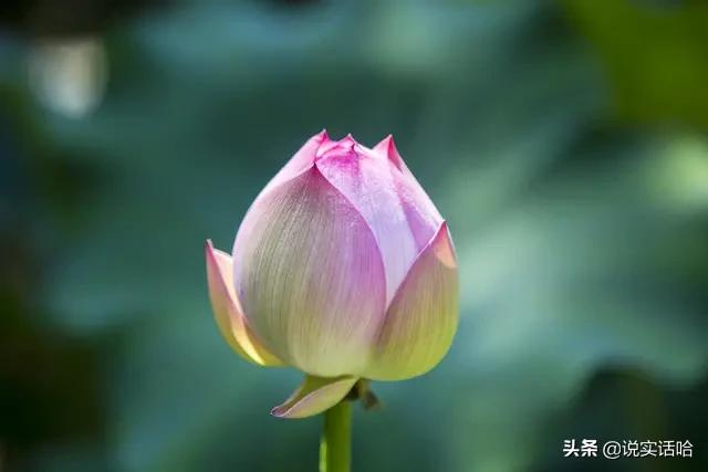 女性用什么头像安静可爱(图11)