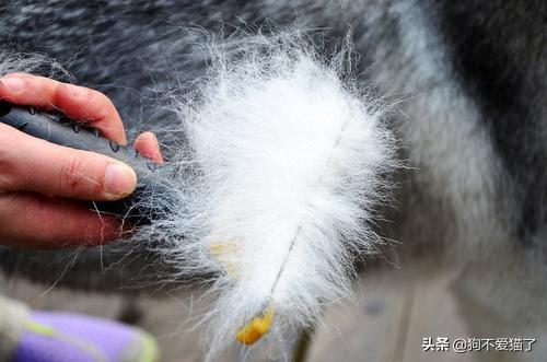 小貓便秘怎么辦?兩個月小貓便秘怎么辦!