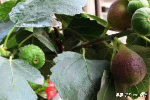 关于阳台水果的种植,关于阳台水果的种植作文