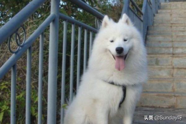 为什么说萨摩耶好养