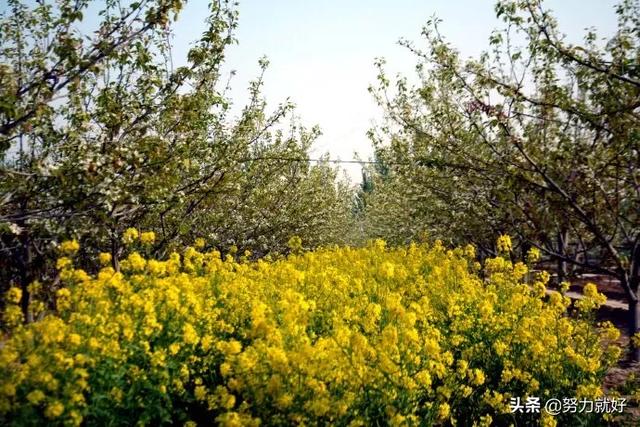 果园下种植什么好养活,果园下种植什么好养活呢