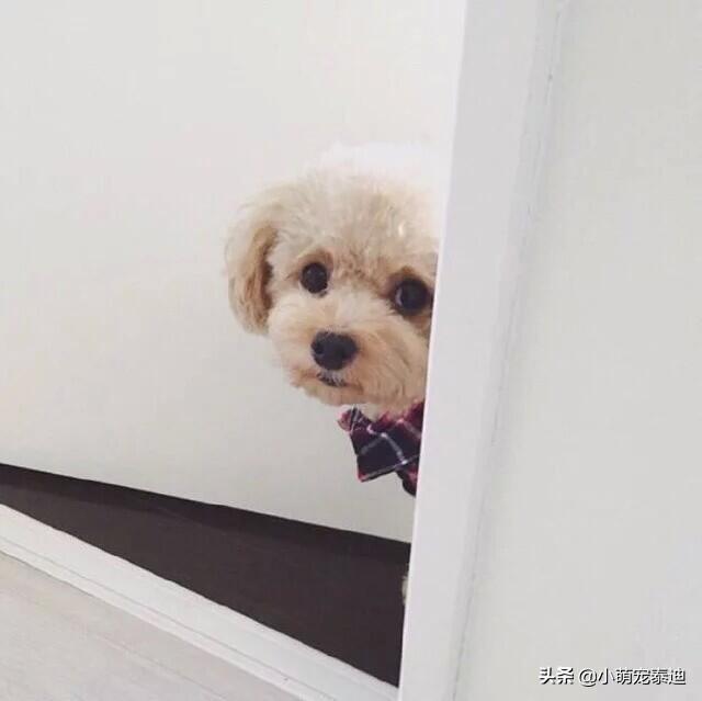 [狗打架视频]卖网红打架视频犯法吗？