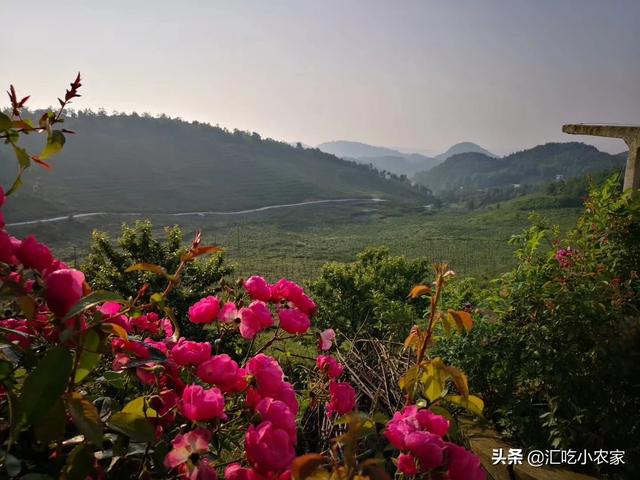 果园中种植药材视频讲解,种植药材方法