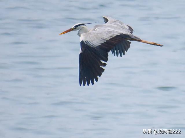 [苍鹭]苍鹭的寿命？