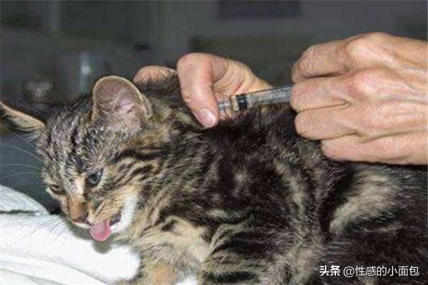 如何给小猫打疫苗