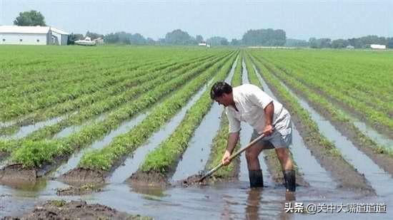 致富经糯玉米种植技术 糯玉米种植效益